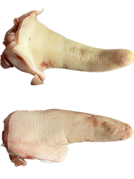 RABO-COLIN CORTO CERDO