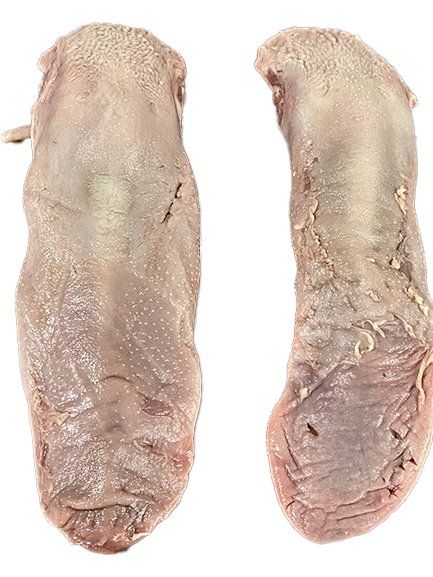 LENGUAS CERDO